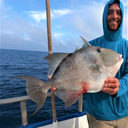 Capt Garett Hubbard showing off a big triggerfish from the 39 hour long range deep sea fishing trip at Hubbard's Marina