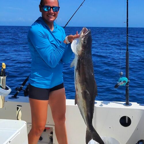 Cobia
