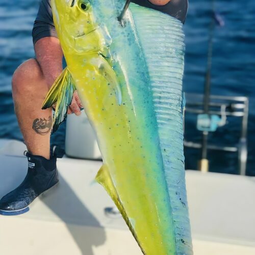 Mahi