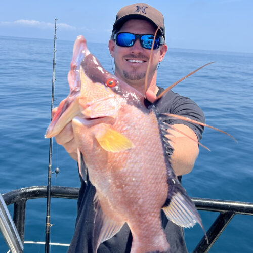 OFFSHORE-hogfish-best