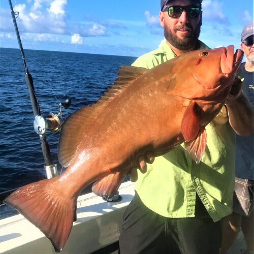 OFFSHORE - red grouper