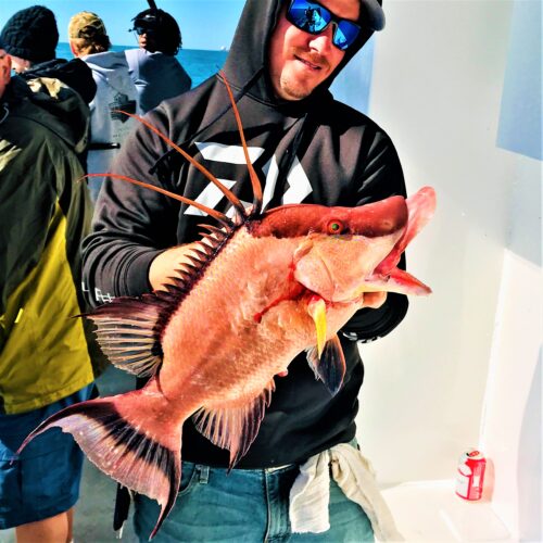Sebastian Leonard our first mate showing off a big hogfish from the 5 hour half day deep sea fishing trip with Hubbard's Marina out of Johns Pass Madeira Beach, Florida