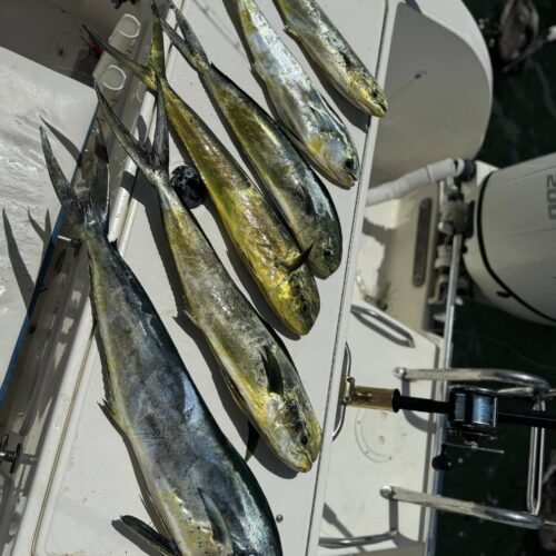 good mahi day