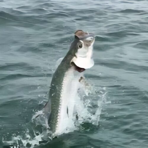 inbound1515272623656687078