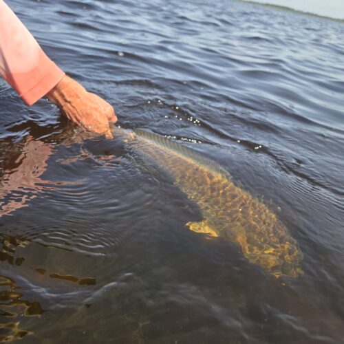 inbound3513045674845837138