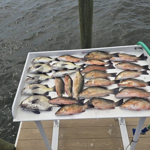 inshore slam