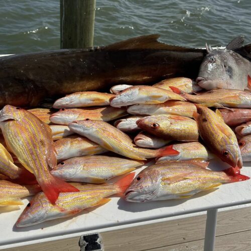 pile of fish