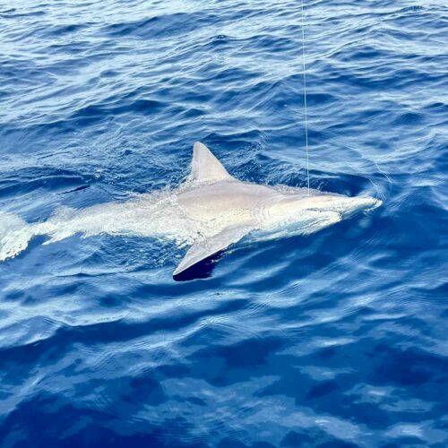 shark