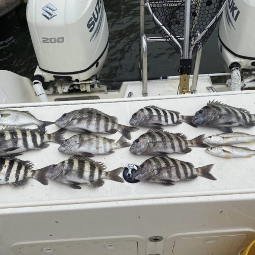 sheepshead