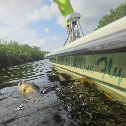 FB_IMG_1761057456234